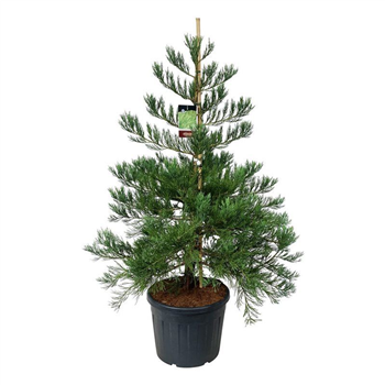 Sequoiadendron giganteum F00007017