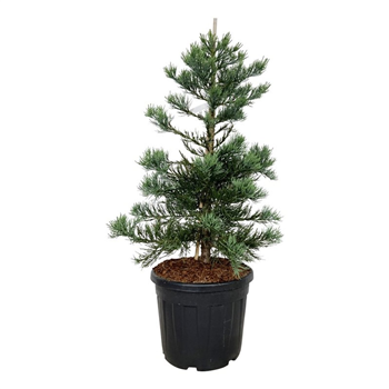 Sequoiadendron giganteum 'Glaucum' F00007045