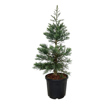 Sequoiadendron giganteum 'Glaucum' F00007042