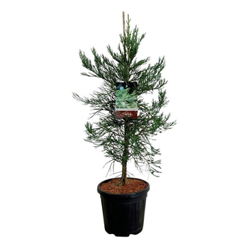 Sequoiadendron giganteum 'H Mammoth One' F00007040