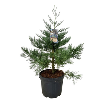 Sequoiadendron giganteum 'H Mammoth One' F00007033