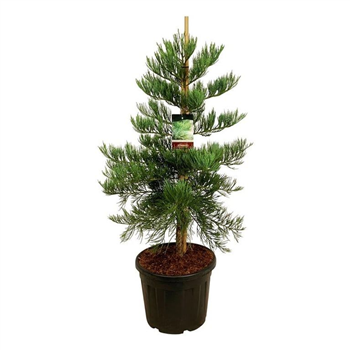 Sequoiadendron giganteum 'H Mammoth Three' F00007043
