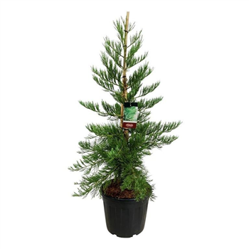 Sequoiadendron giganteum 'H Mammoth Three' F00007041