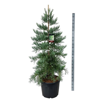 Sequoiadendron giganteum 'Mammoth Three' F00007012