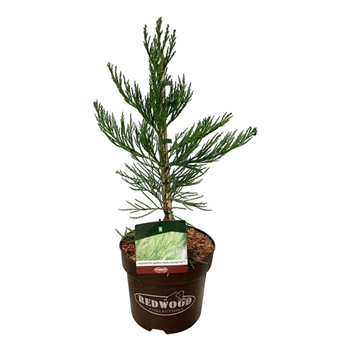 Sequoiadendron giganteum 'H Mammoth Two' F00007038