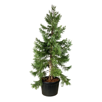 Sequoiadendron giganteum 'Mammoth Three' F00007140