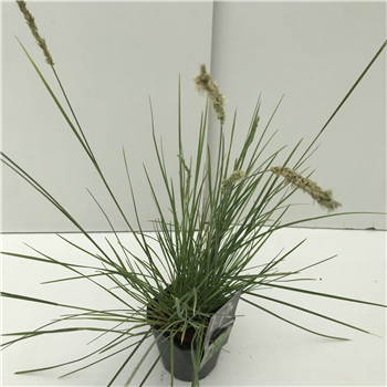Sesleria caerulea F00005349