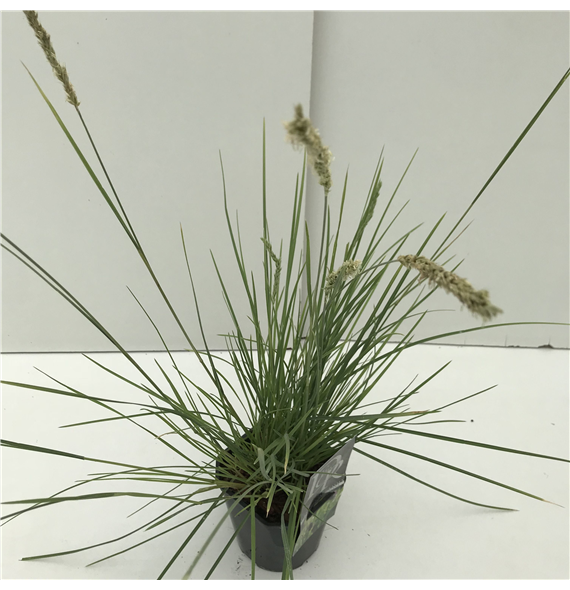 Sesleria caerulea F00005349