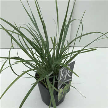 Sesleria caerulea 'Heufleriana' F00004035