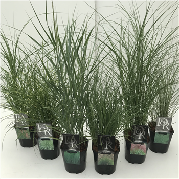Siergras mix F00003853