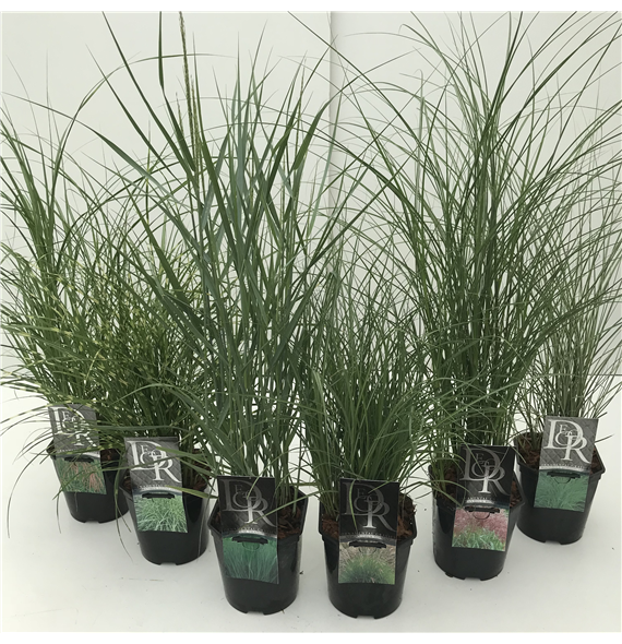 Siergras mix F00003853