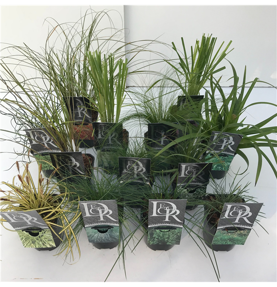 Siergras mix F00003852