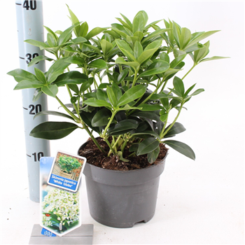 Skimmia japonica 'White Globe' F00004358