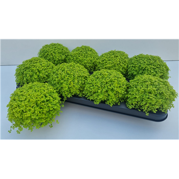 Družinska sreča soleirolii (helexine) 'Aurea' F00000750
