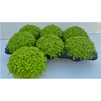 Družinska sreča soleirolii (helexine) 'Aurea' F00000751