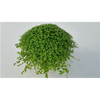 Družinska sreča soleirolii (helexine) groen F00001015