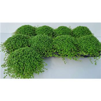 Družinska sreča soleirolii (helexine) groen F00001964