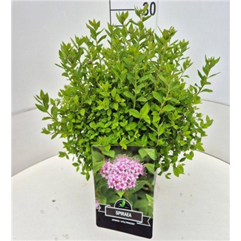 Spiraea japonica 'Little Princess' F00008245