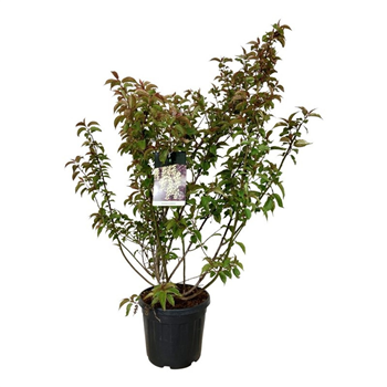 Stachyurus praecox F00007301
