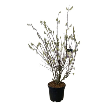 Stachyurus praecox F00006971