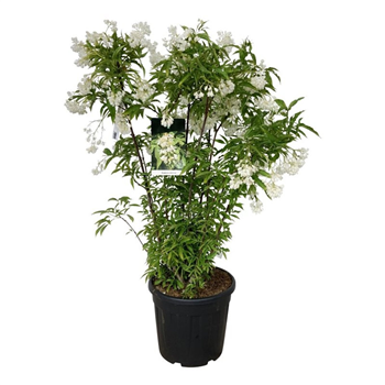 Staphylea colchica F00007302