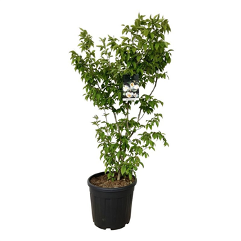 Stewartia pseudocamellia F00007288