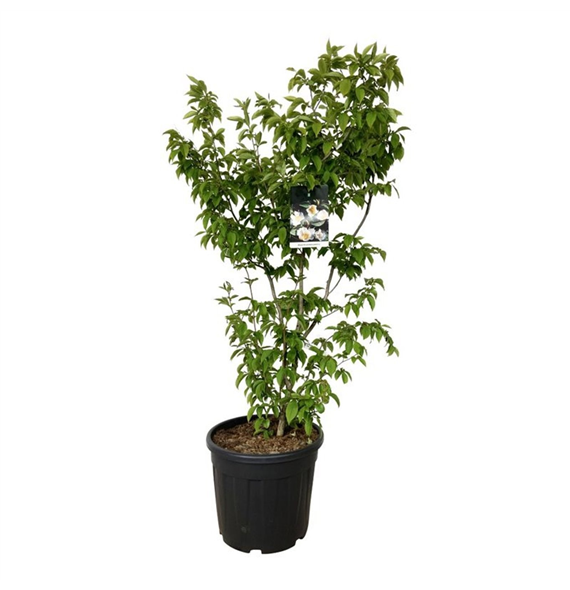 Stewartia pseudocamellia F00007288