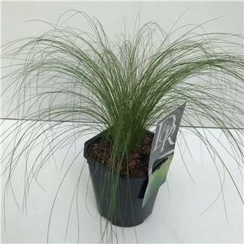 Stipa tenuifolia 'Ponytails' F00003879