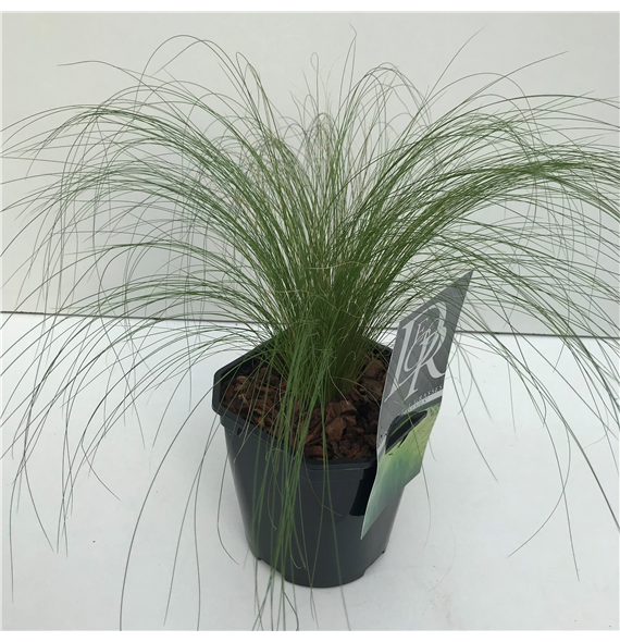 Stipa tenuifolia 'Ponytails' F00003879