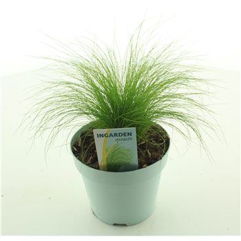 Stipa tenuissima 'Ponytails' F00003786