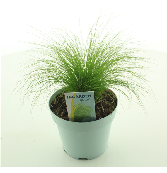 Stipa tenuissima 'Ponytails' F00003786