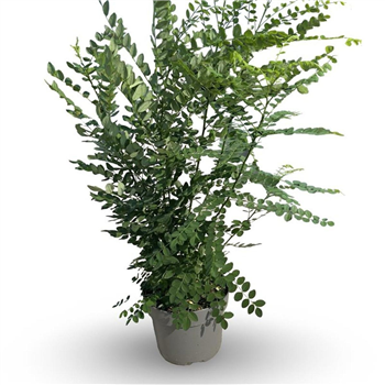 Styphnolobium japonicum F00008084
