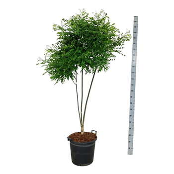 Styphnolobium japonicum F00007175