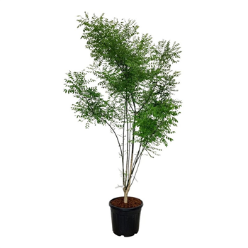 Styphnolobium japonicum F00008160
