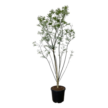 Styphnolobium japonicum F00007514