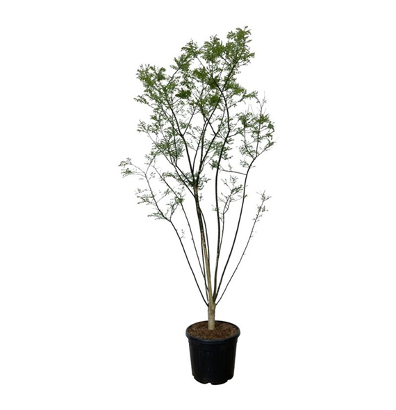 Styphnolobium japonicum F00007514