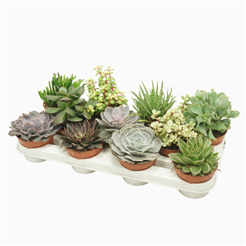 Sukulente mix F00002099