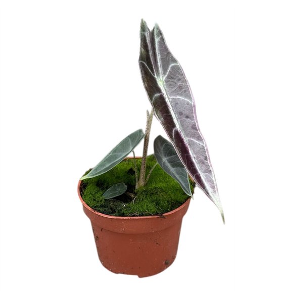 Alokazija Longiloba Purple 1 pp 15cm 10.5cm Q178