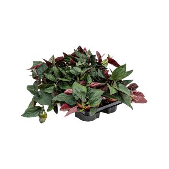 Syngonium 'Red Arrow' 6/tray 4SYRABP12