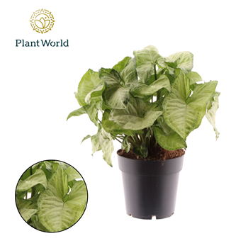 Syngonium 'White Butterfly' F00005255