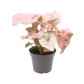 Syngonium Neon F00002079