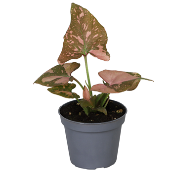 Syngonium Pink Splash F00002245