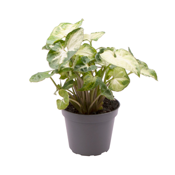 Syngonium Pixie F00002080
