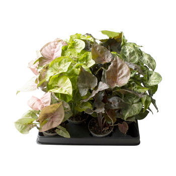 Syngonium mix F00002007