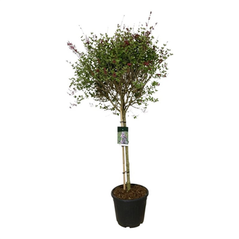 Syringa 'Sugar Plum Fairy' F00006841