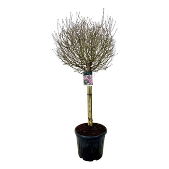 Syringa meyeri 'Palibin' F00007132