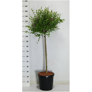 Syringa meyeri 'Palibin' F00006048