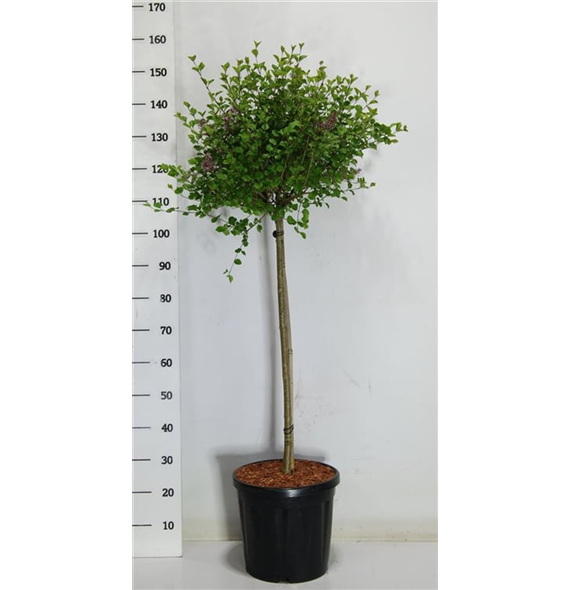Syringa meyeri 'Palibin' F00006048