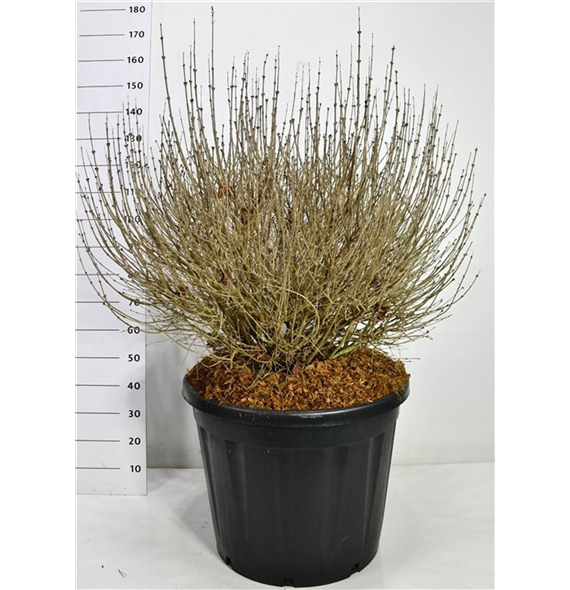 Syringa meyeri 'Palibin' F00006622