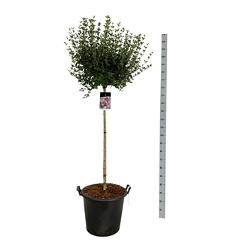 Syringa meyeri 'Palibin' F00005847